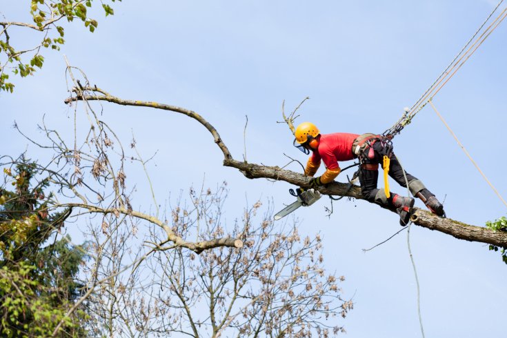 Four Pro Tips for Finding a Tree Removal Service You Can Trust
