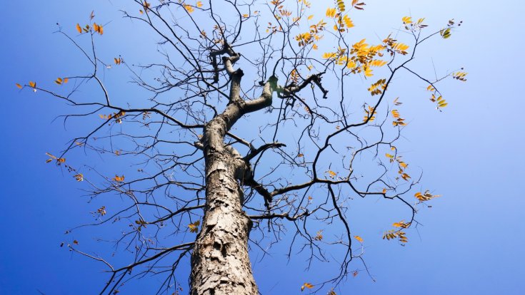 How to Tell if a Tree is Dead or Dormant