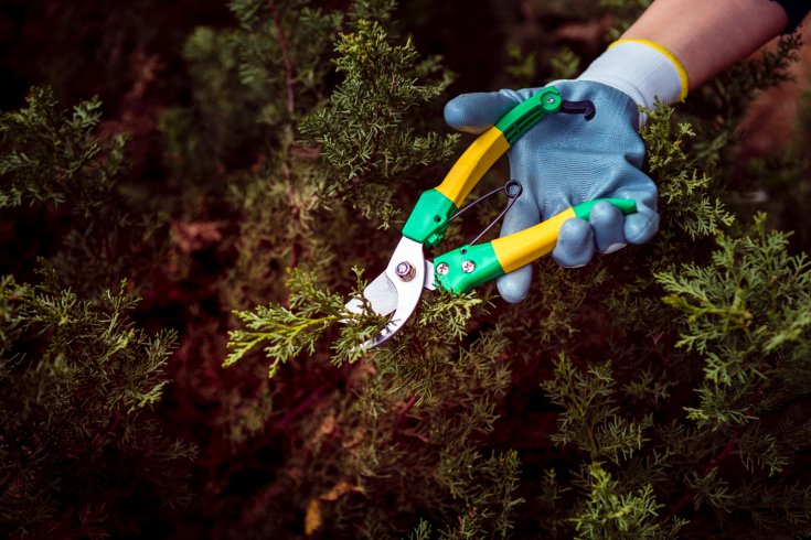 How Tree Trimming Can Prevent Storm Damage