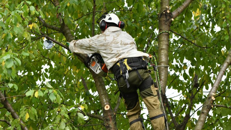 Saving Your Landscape: How Tree Services Promote Tree Longevity