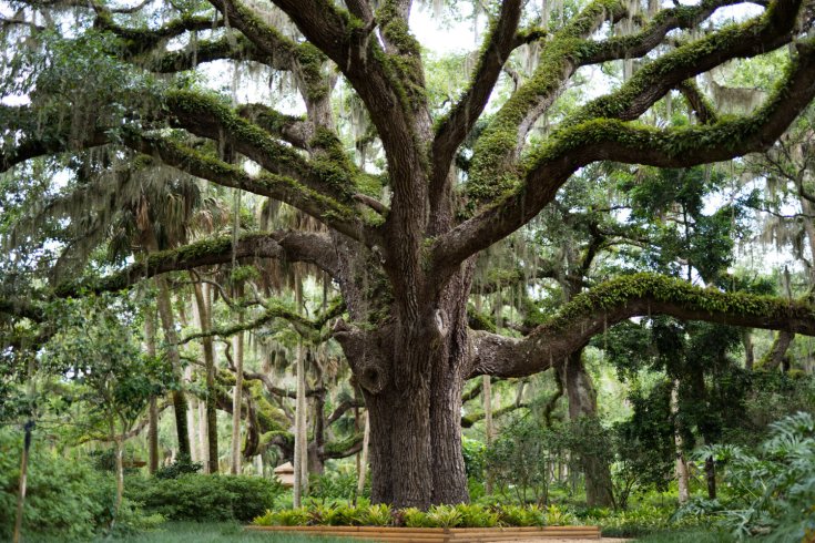 What It's Really Like to Remove a Giant Tree (No, We Don't Just 'Cut It Down)