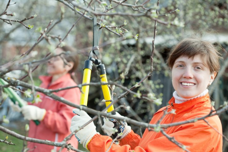 When Is the Safest Time of Year to Prune Your Trees?